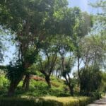 Exploring the Tranquil Beauty of Al-Azhar Gardens