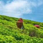 Discover Darjeeling: A Journey Through the Tea Gardens