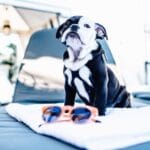 Paws and Relax: London's Top Pet-Friendly Hotels