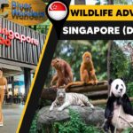 Jungle Adventure: Exploring Singapore Zoo