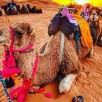Safari in the Sahara: Experiencing the Wild Side of Morocco